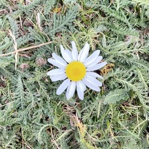 Meet your Posher, Emme